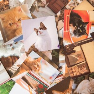 Sticker Pack – Real Cats Photography Stickers (46pcs)