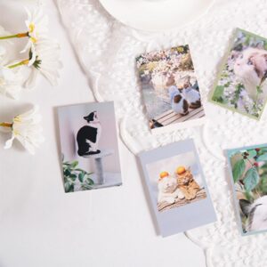 Cat Photography Cards