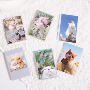 Cat Photography Cards (HD Quality)